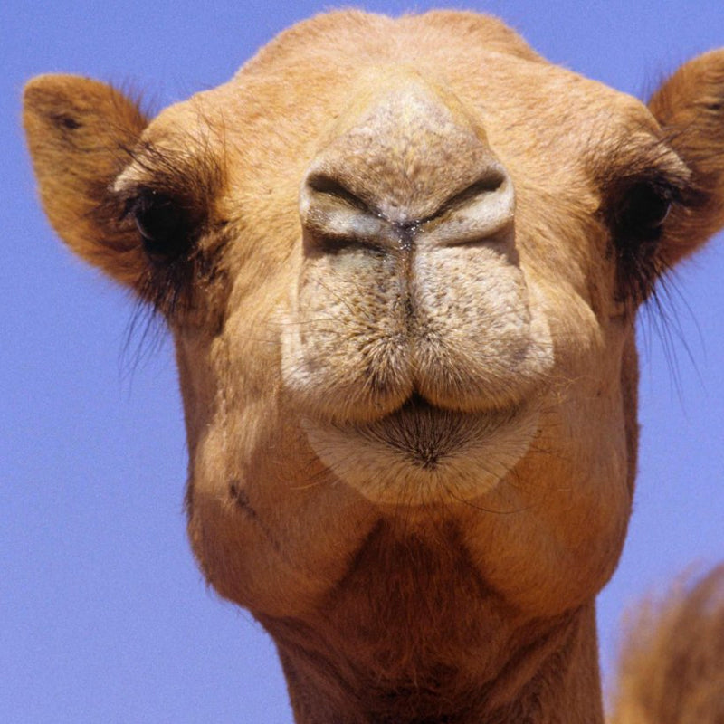 DromeDairy's Fun Camel Facts for Kids!