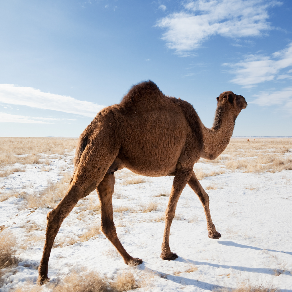 Camel Milk: Educating Americans