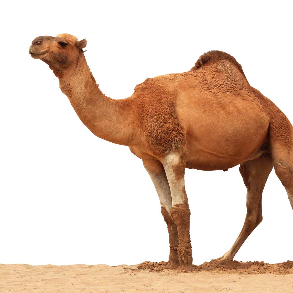Camel Milk Growing In Popularity in the United States and Around the World
