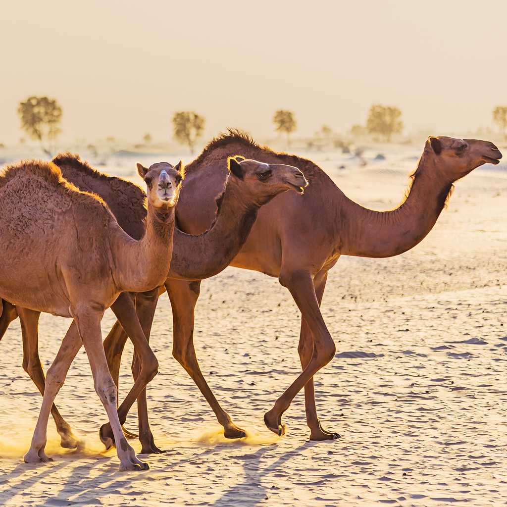 DromeDairy™ Camel Milk: Quality is Our Code
