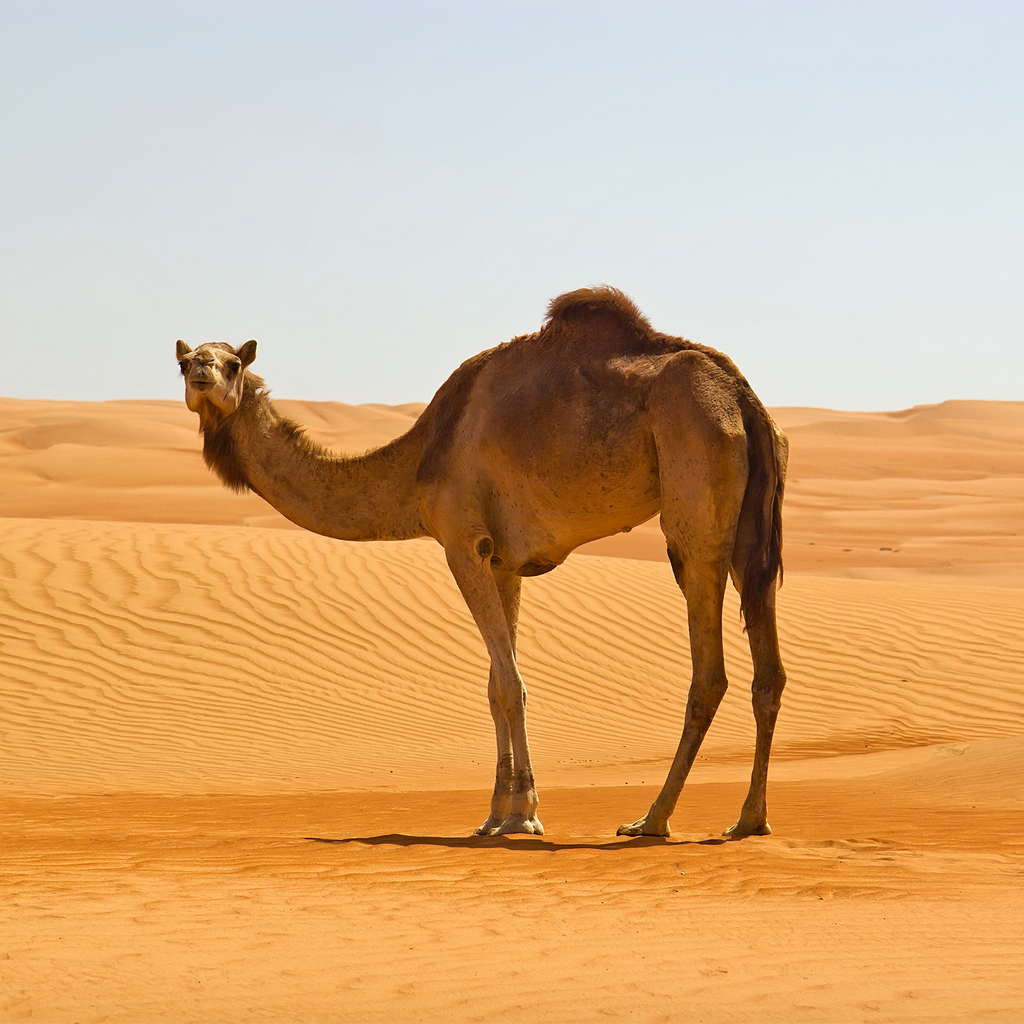 DromeDairy™ Camel Milk: Raw vs Pasteurized