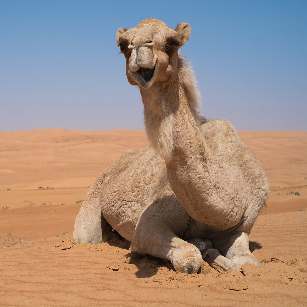 DromeDairy™ Camel Milk Facts: Health