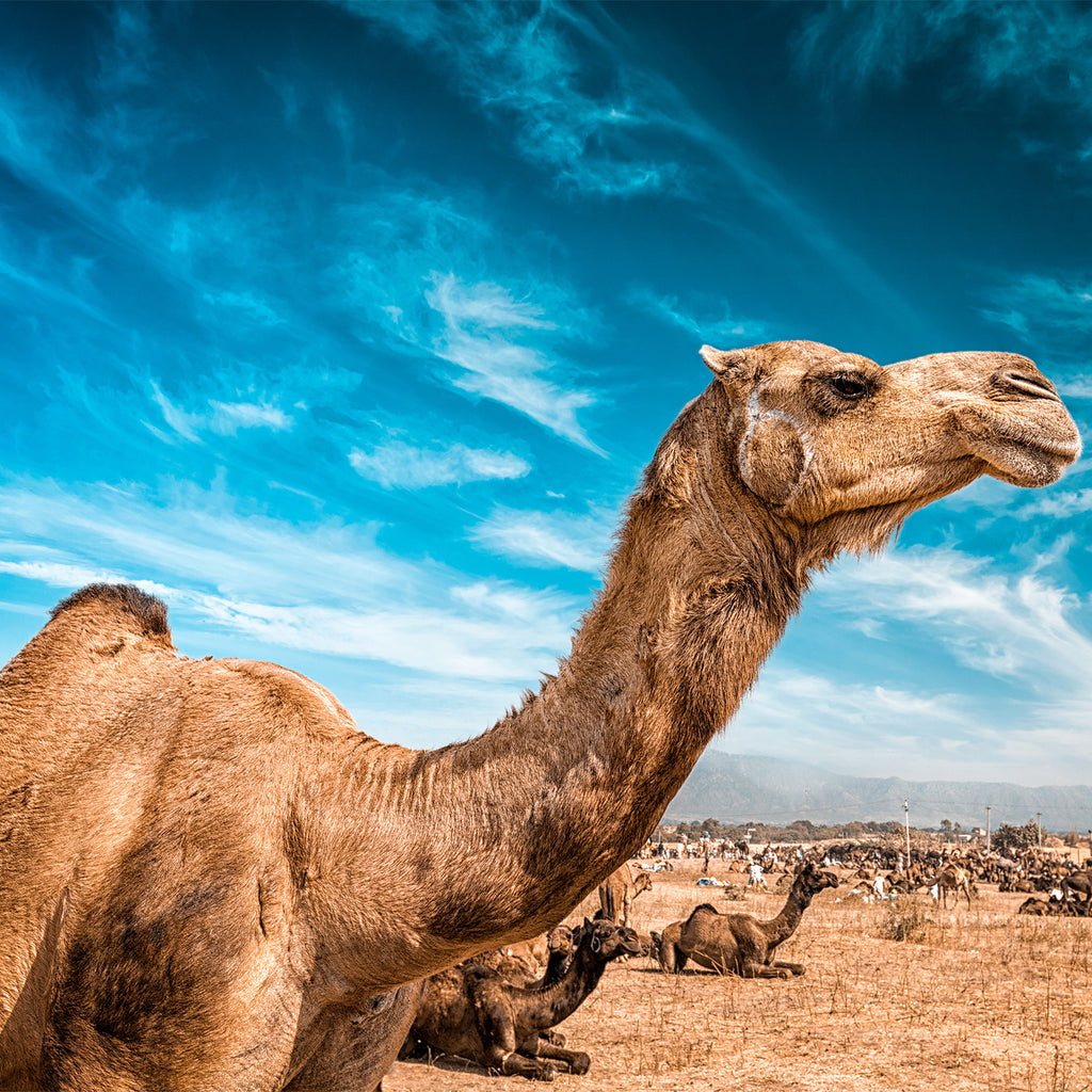 8 Reasons Why You Should Drink Camel Milk