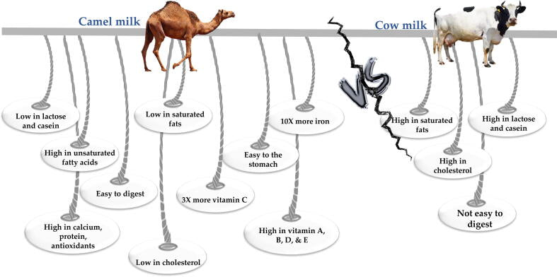 Nutritional, antimicrobial and medicinal properties of Camel’s milk: A review
